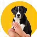Icon for Canine Compass's Puppy Socialization program.
